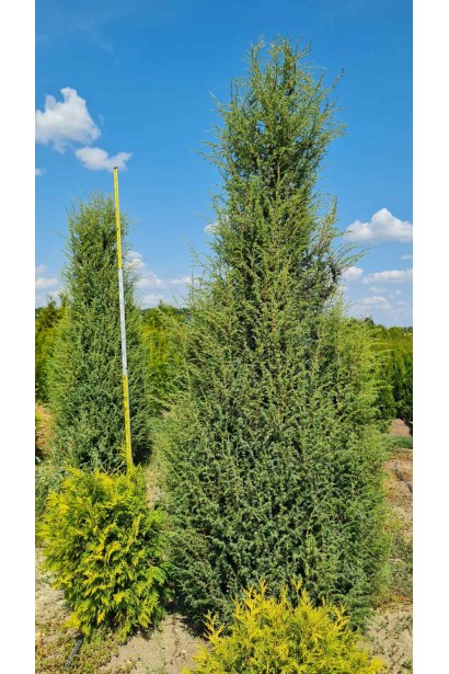 Juniperus communis columnar